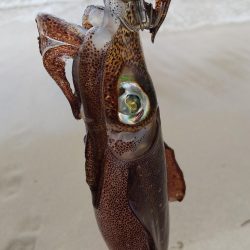 午後からエギング